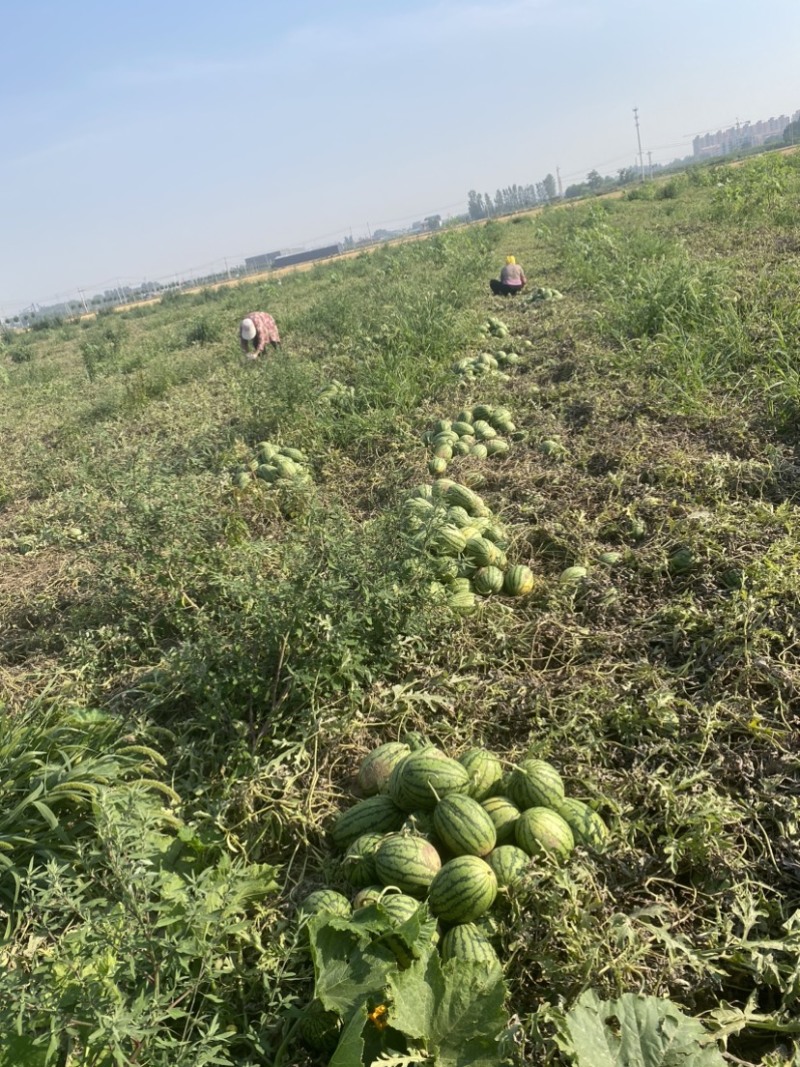 西瓜早春红玉小吊瓜皮薄多汁基地直销