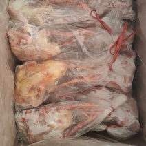 花皮鸽子