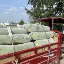 白皮冬瓜白粉冬瓜精品长白条基地直供原产地