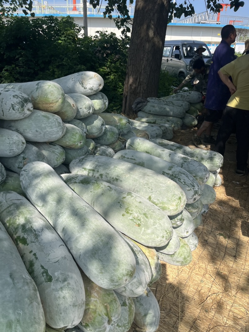 白皮冬瓜白粉冬瓜精品长白条基地直供原产地