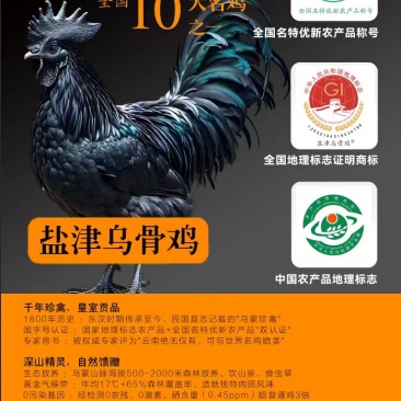 云南盐津乌骨鸡，始祖乌鸡，林下放养