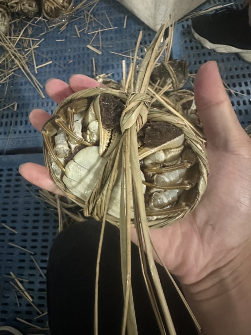 精品六月黄大闸蟹现货打捞鲜活足斤足两特别肥