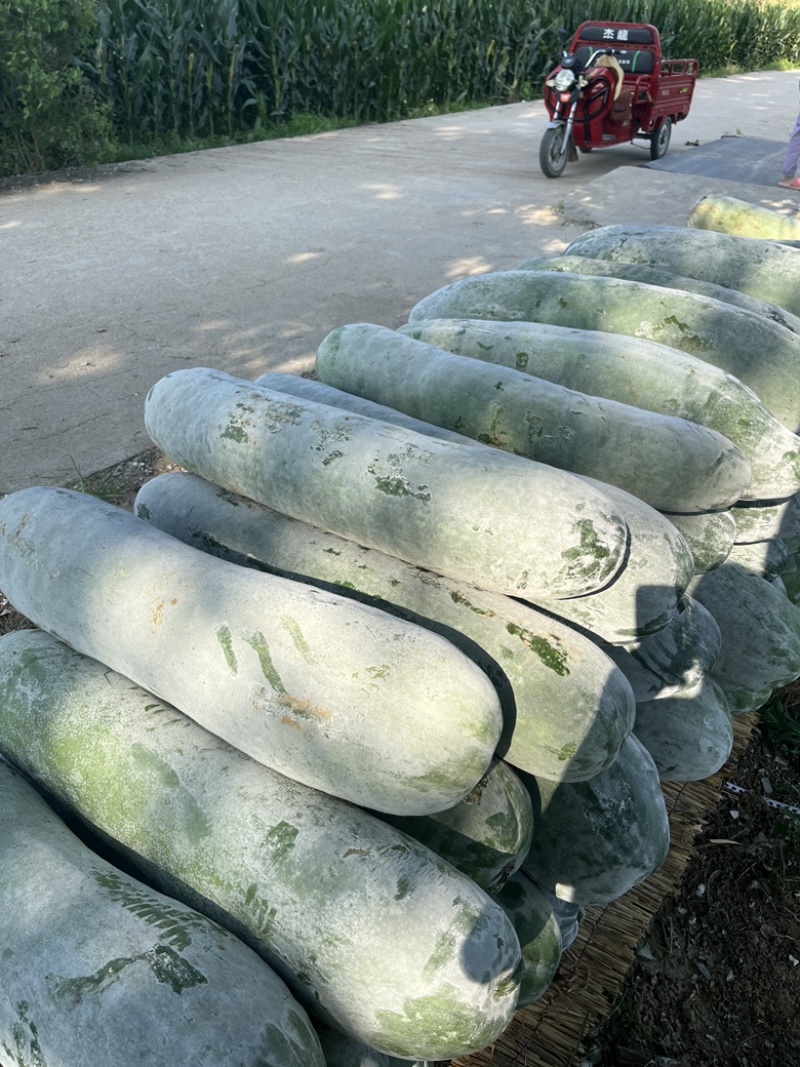 白皮冬瓜白粉冬瓜产地直供欢迎致电大量供应现货