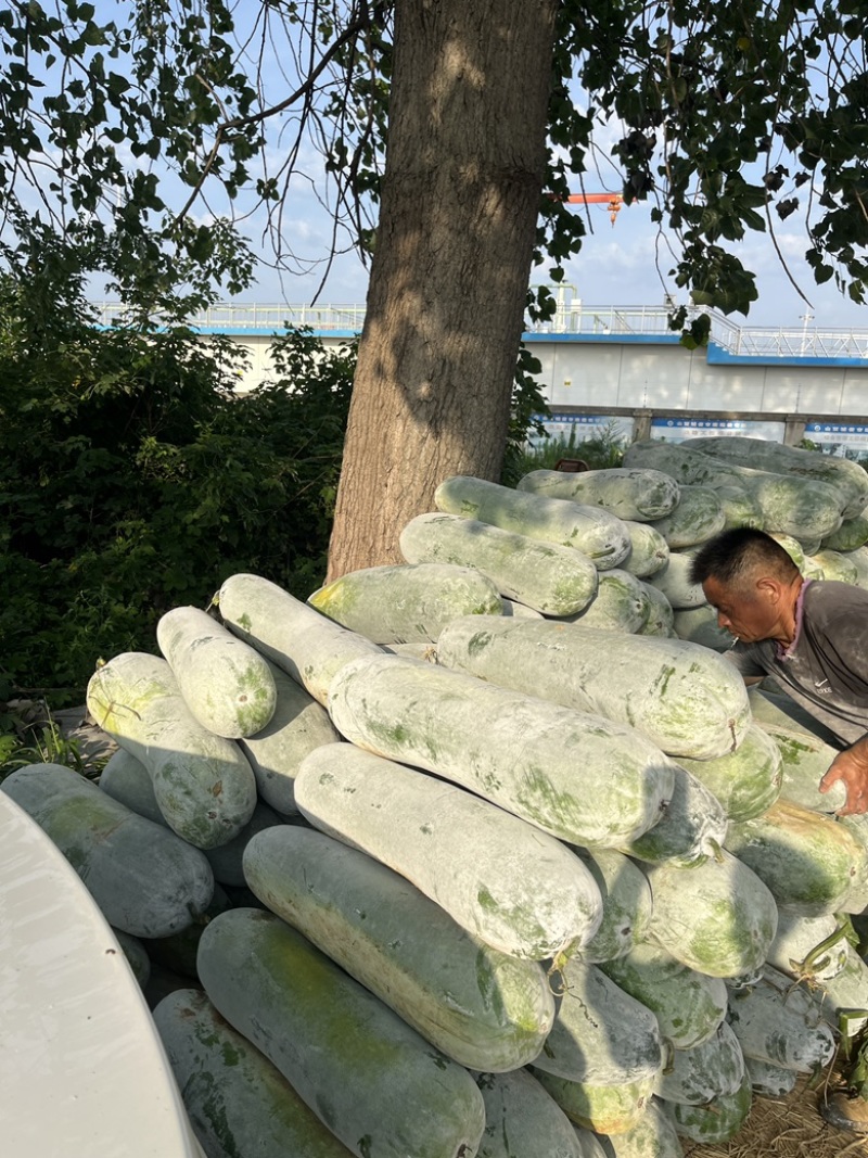 白皮冬瓜白粉冬瓜产地直供欢迎致电大量供应现货
