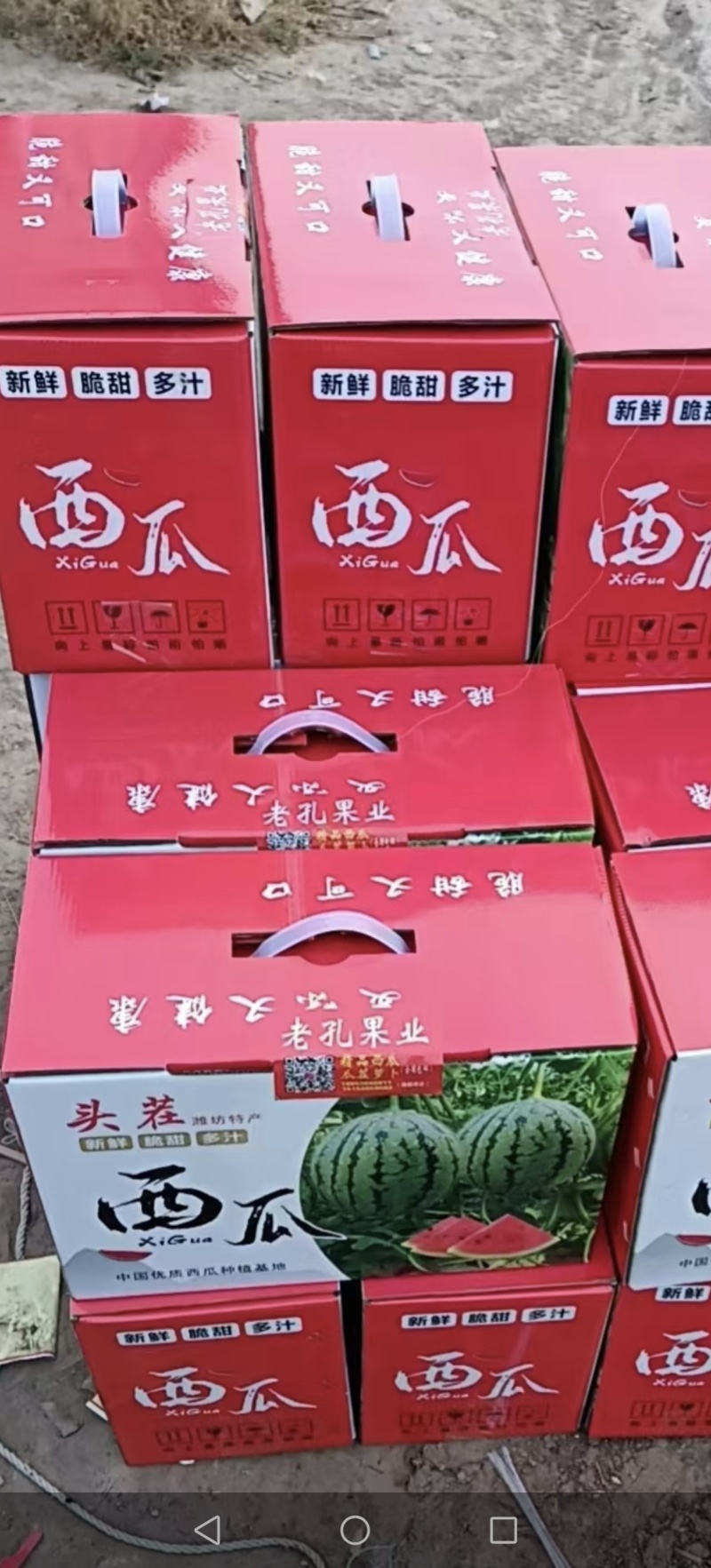 2K小糖丸西瓜大红壤黑籽皮薄一手货源无中间商差价