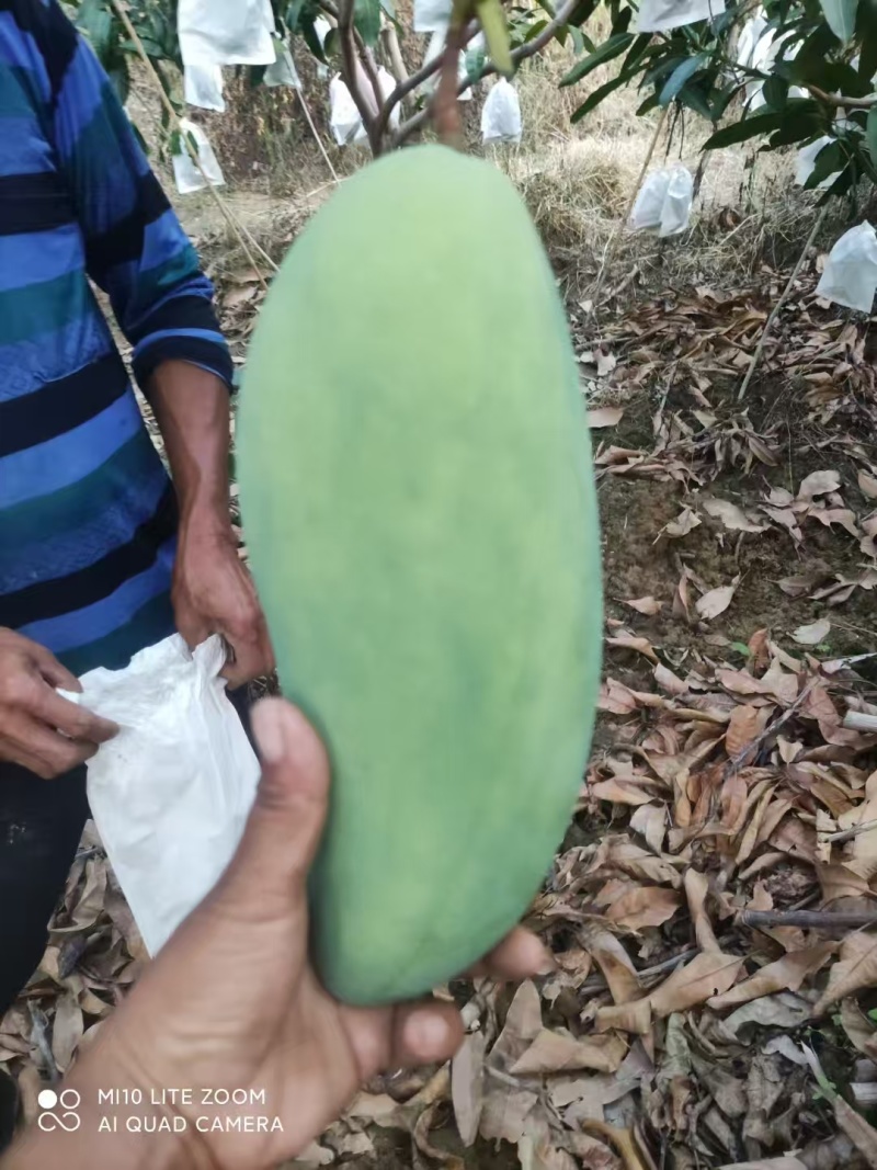 攀枝花凯特芒熟了，欢迎各位老板前来洽谈，