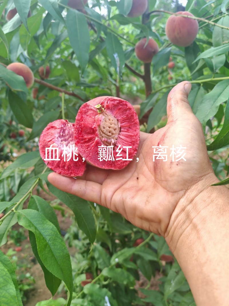 代办代发离核北京十四蜜桃青州蜜桃珍珠枣油桃电商零售批发