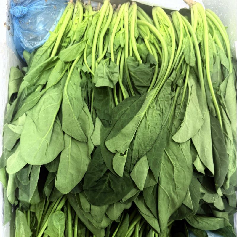 兰州大菠菜
