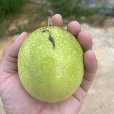 钦九百香果