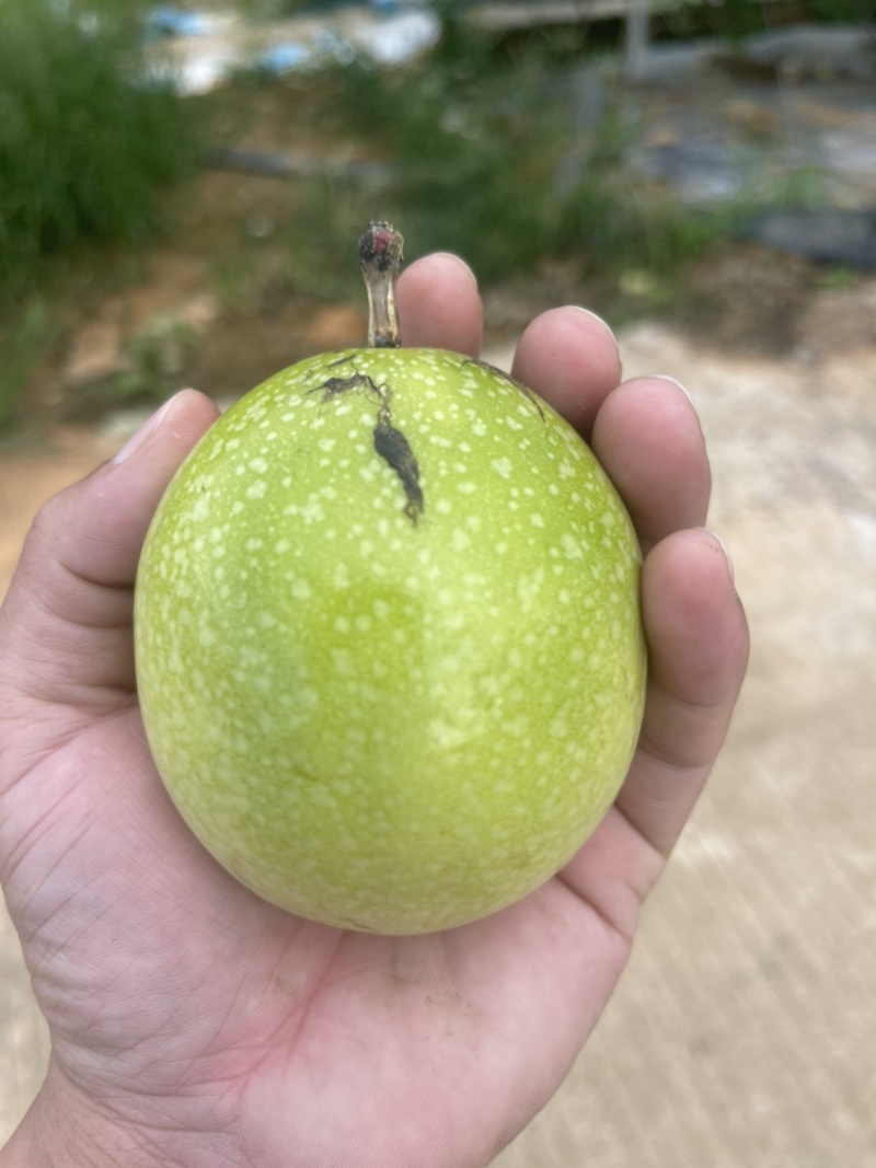 钦九百香果