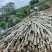湖北楠竹毛竹金竹基地供量大从优全国发价格实协助装车