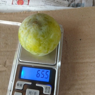 青脆李大量上市
