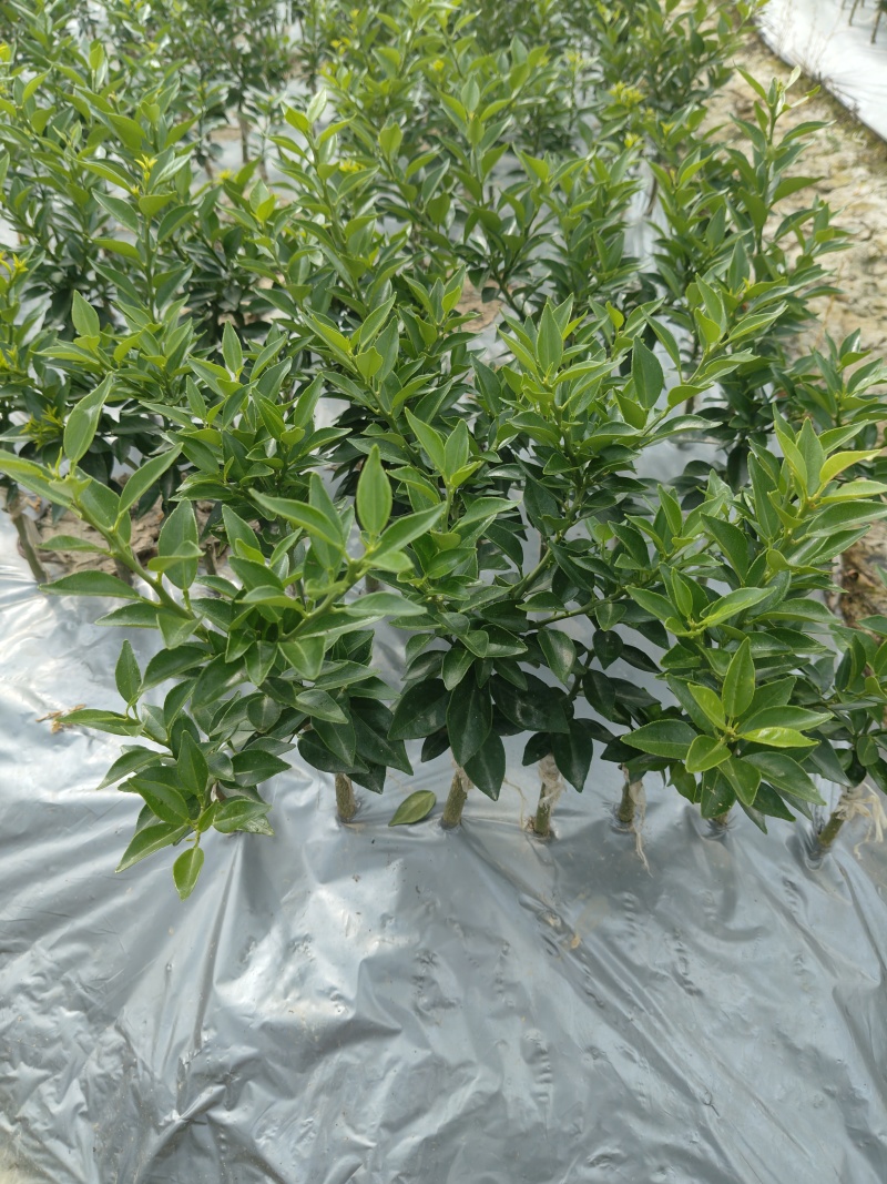 金豆盆景八房柑朱砂桔泰国花叶小青柠挂果，各种观赏苗
