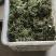 鲜花椒大量上市，产地直发，品质保证，服务周到，诚信经营