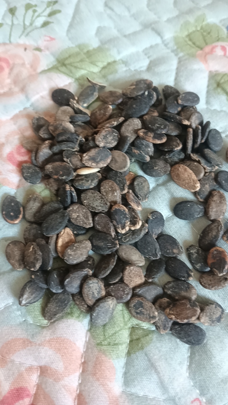 食疗养生用西瓜子
