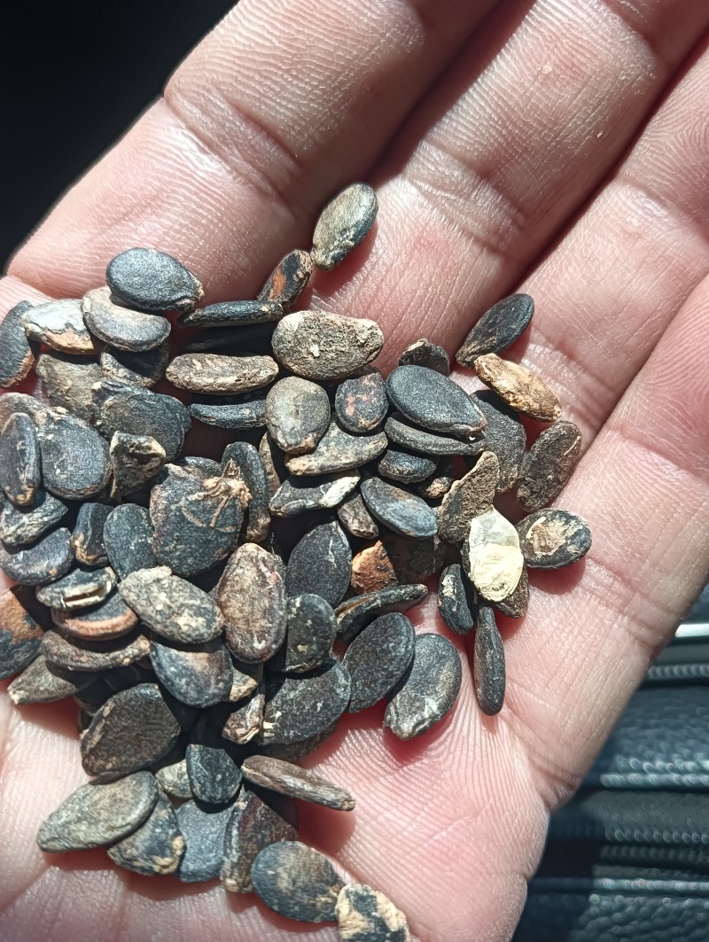 食疗养生用西瓜子