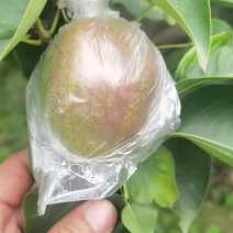 山东魅梨7号非库尔勒香梨对接各大经销商电商一件代发