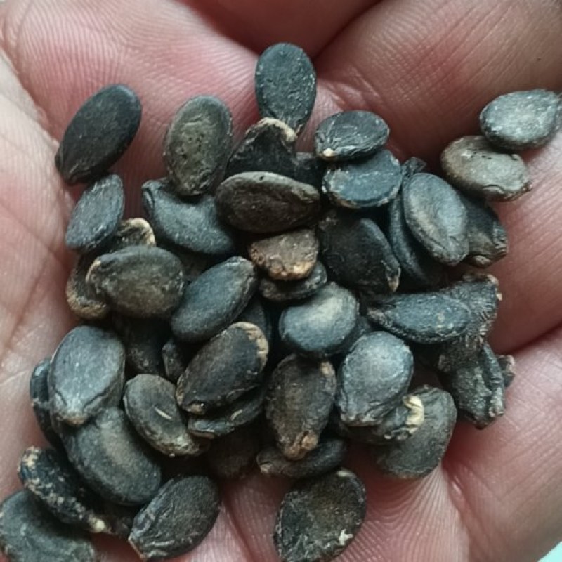食疗养生用西瓜子