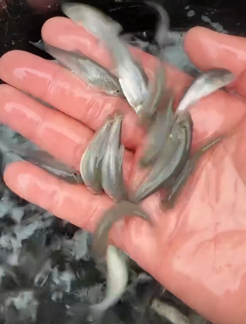 雅鱼(齐口裂腹)名贵冷水鱼，以水里天然岩浆为主食，饲料