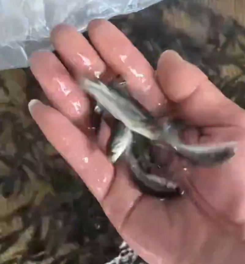 雅鱼(齐口裂腹)名贵冷水鱼，以水里天然岩浆为主食，饲料