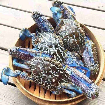 兰花蟹蓝花蟹潮汕生腌梭子蟹飞蟹黄膏蟹酒店餐厅批发供应