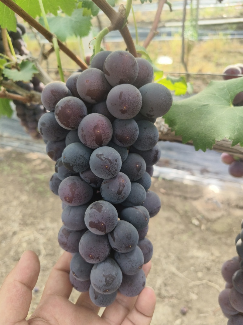 精品巨峰大量上市