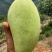 保山金煌芒带箱10斤装一级果一件代发