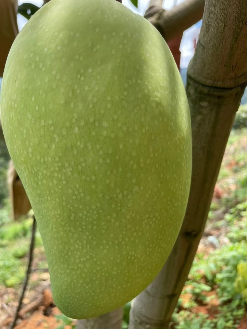 保山金煌芒带箱10斤装一级果一件代发