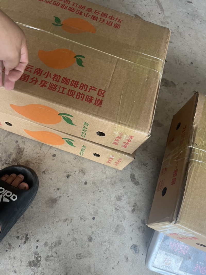保山金煌芒带箱10斤装一级果一件代发