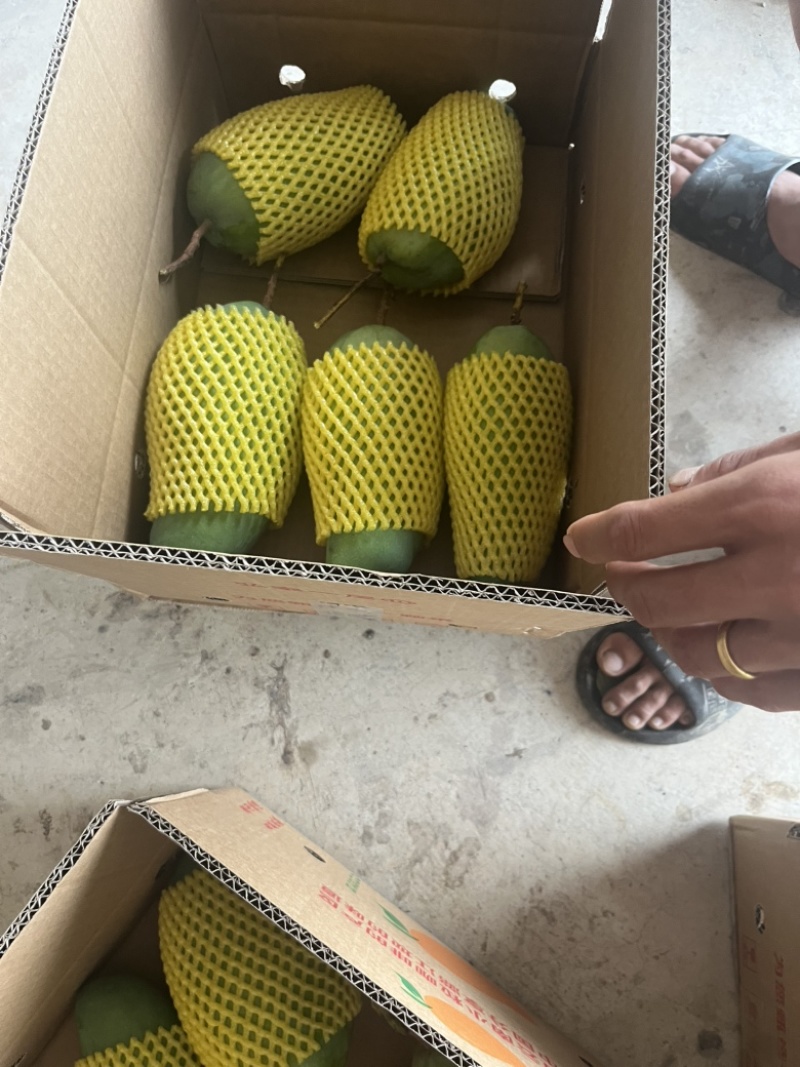 保山金煌芒带箱10斤装一级果一件代发