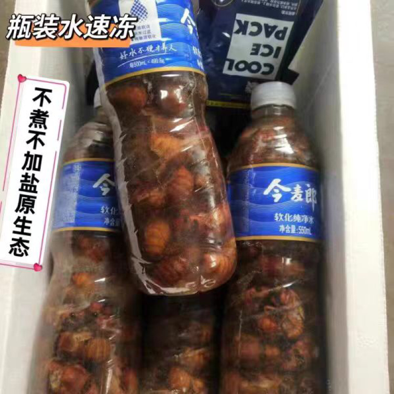 金蝉，个大体肥，人工挑选，对接电商，支持一件代发