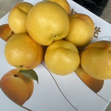 河北黄桃之乡露天黄油刚刚上市