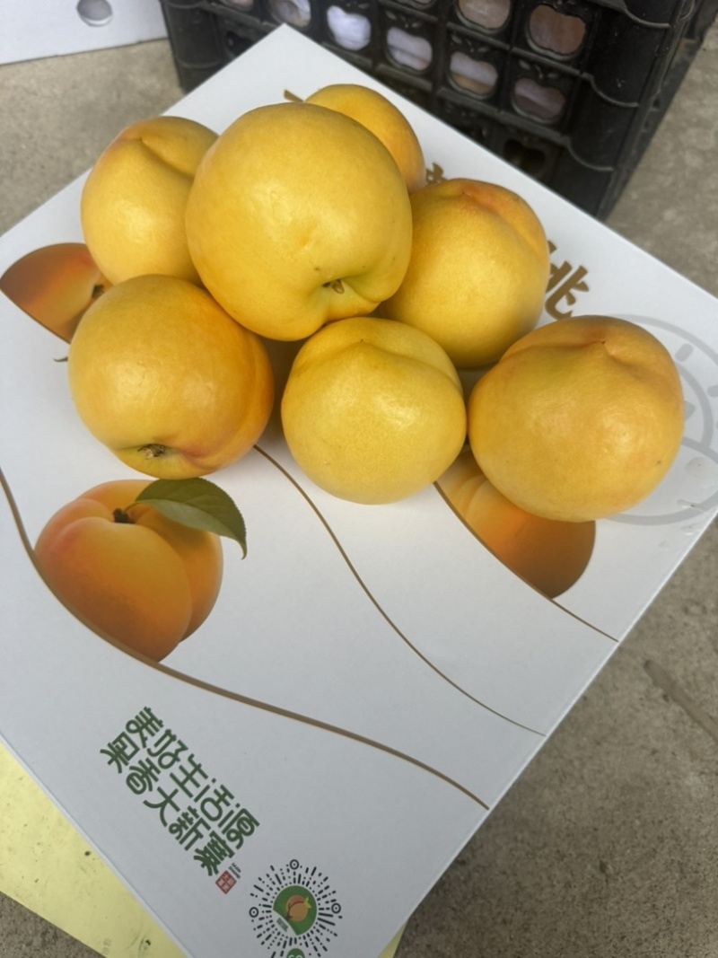 河北黄桃之乡露天黄油刚刚上市
