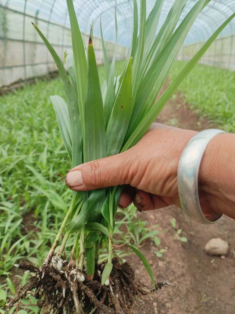 白芨种苗