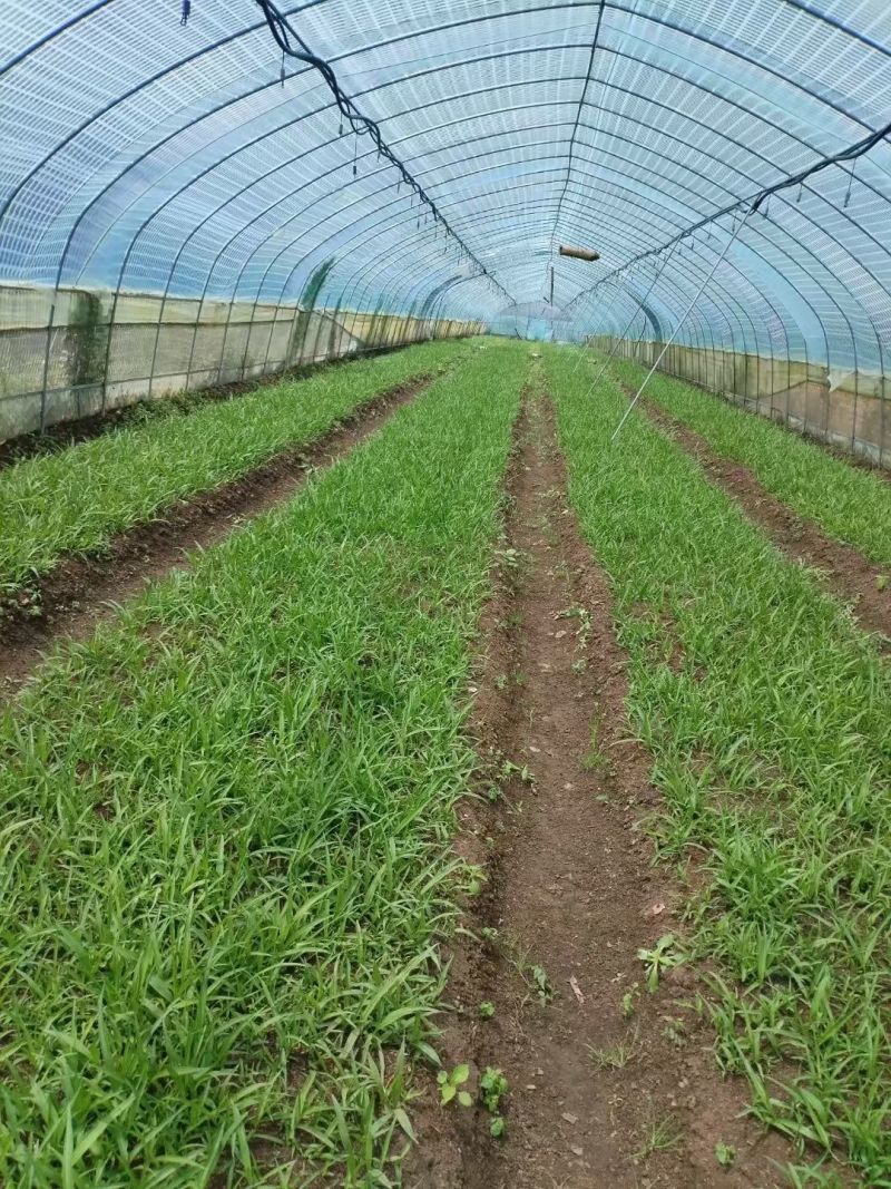 白芨种苗