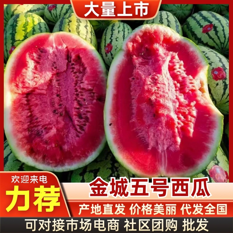 金城5号西瓜宁夏精品货源充足价格可谈欢迎电联