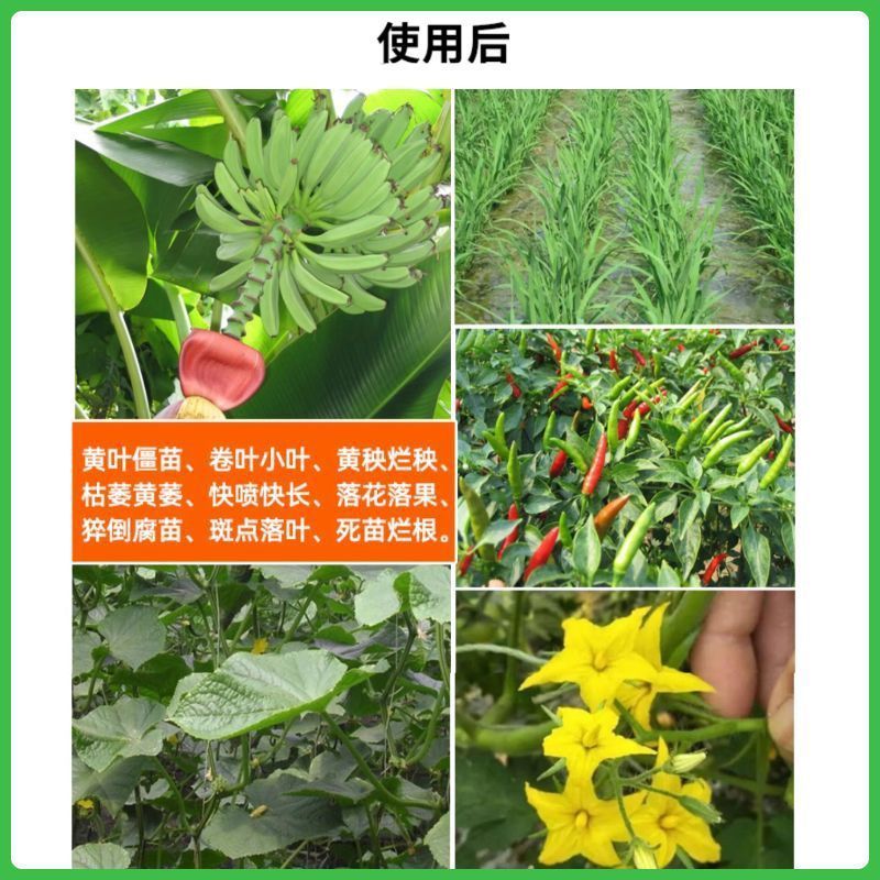 毒叶迎绿病毒病专用辣椒黄瓜西红柿番茄蔬菜花叶小叶卷叶黄叶