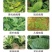 毒叶迎绿病毒病专用辣椒黄瓜西红柿番茄蔬菜花叶小叶卷叶黄叶