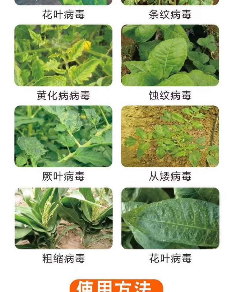 毒叶迎绿病毒病专用辣椒黄瓜西红柿番茄蔬菜花叶小叶卷叶黄叶