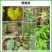 毒叶迎绿病毒病专用辣椒黄瓜西红柿番茄蔬菜花叶小叶卷叶黄叶