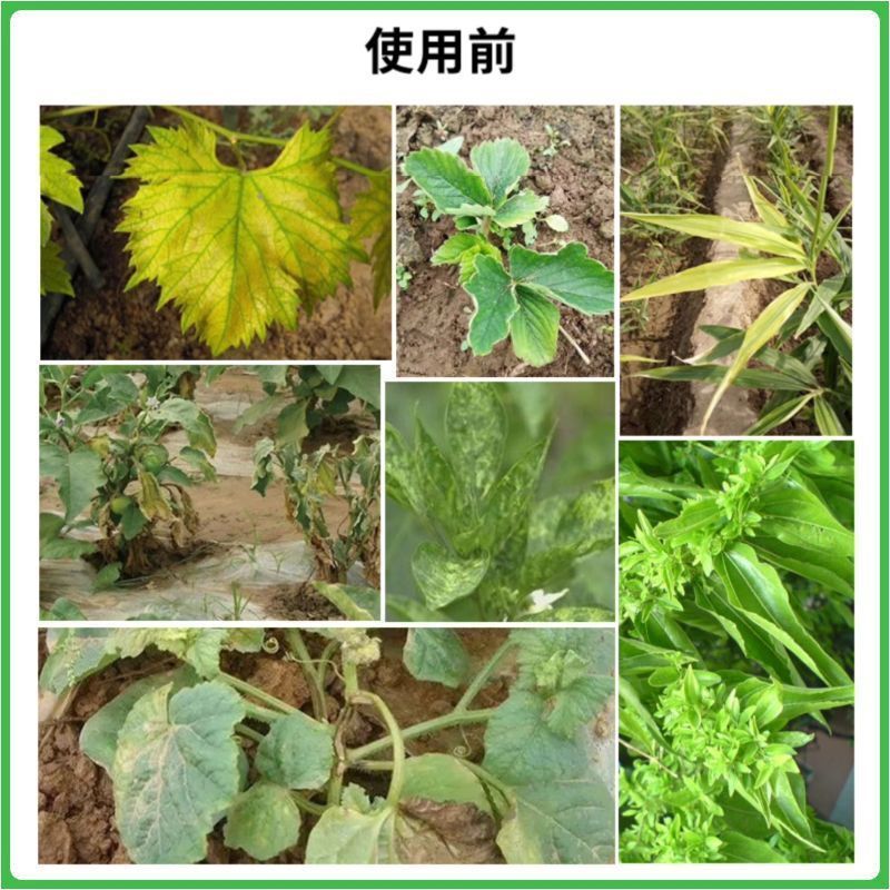 毒叶迎绿病毒病专用辣椒黄瓜西红柿番茄蔬菜花叶小叶卷叶黄叶