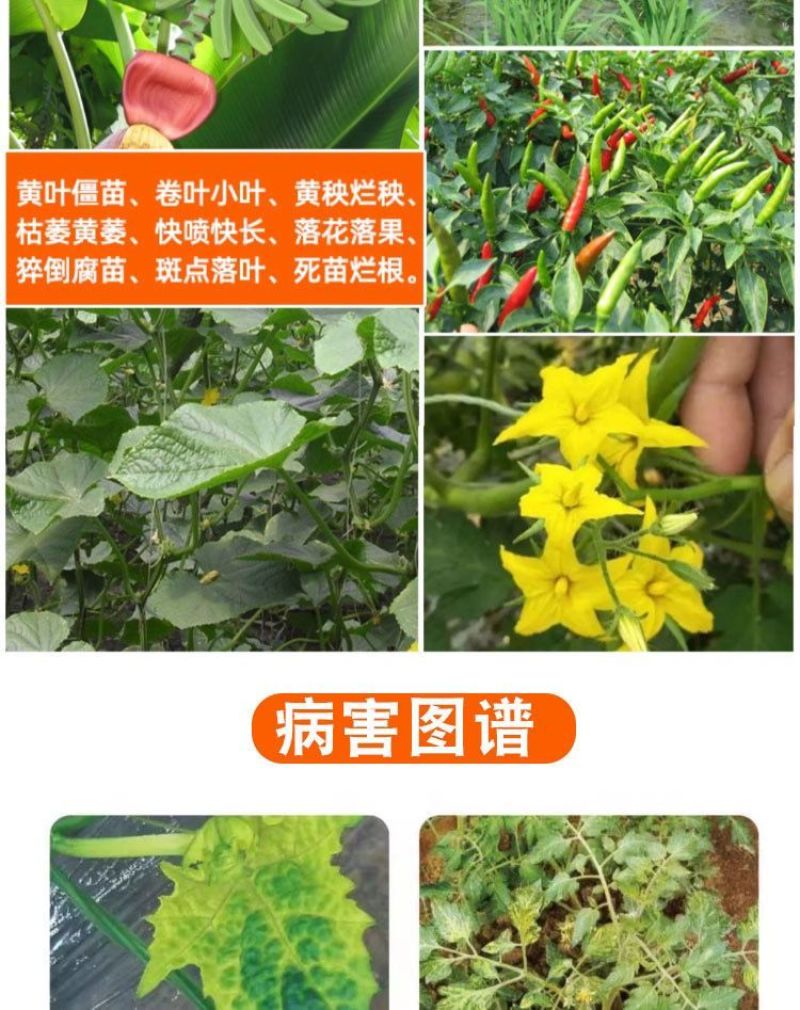 毒叶迎绿病毒病专用辣椒黄瓜西红柿番茄蔬菜花叶小叶卷叶黄叶