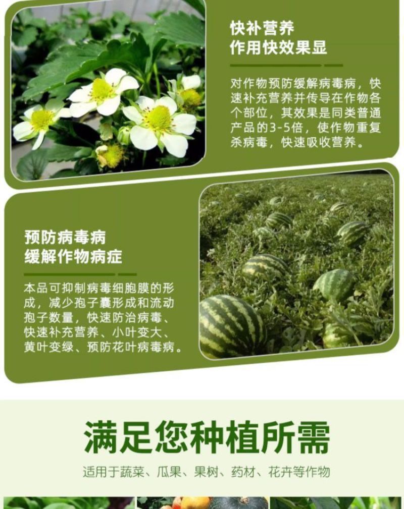 毒叶迎绿病毒病专用辣椒黄瓜西红柿番茄蔬菜花叶小叶卷叶黄叶