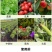 毒叶迎绿病毒病专用辣椒黄瓜西红柿番茄蔬菜花叶小叶卷叶黄叶