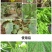 毒叶迎绿病毒病专用辣椒黄瓜西红柿番茄蔬菜花叶小叶卷叶黄叶