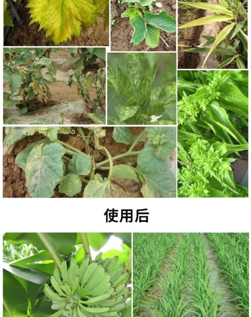 毒叶迎绿病毒病专用辣椒黄瓜西红柿番茄蔬菜花叶小叶卷叶黄叶