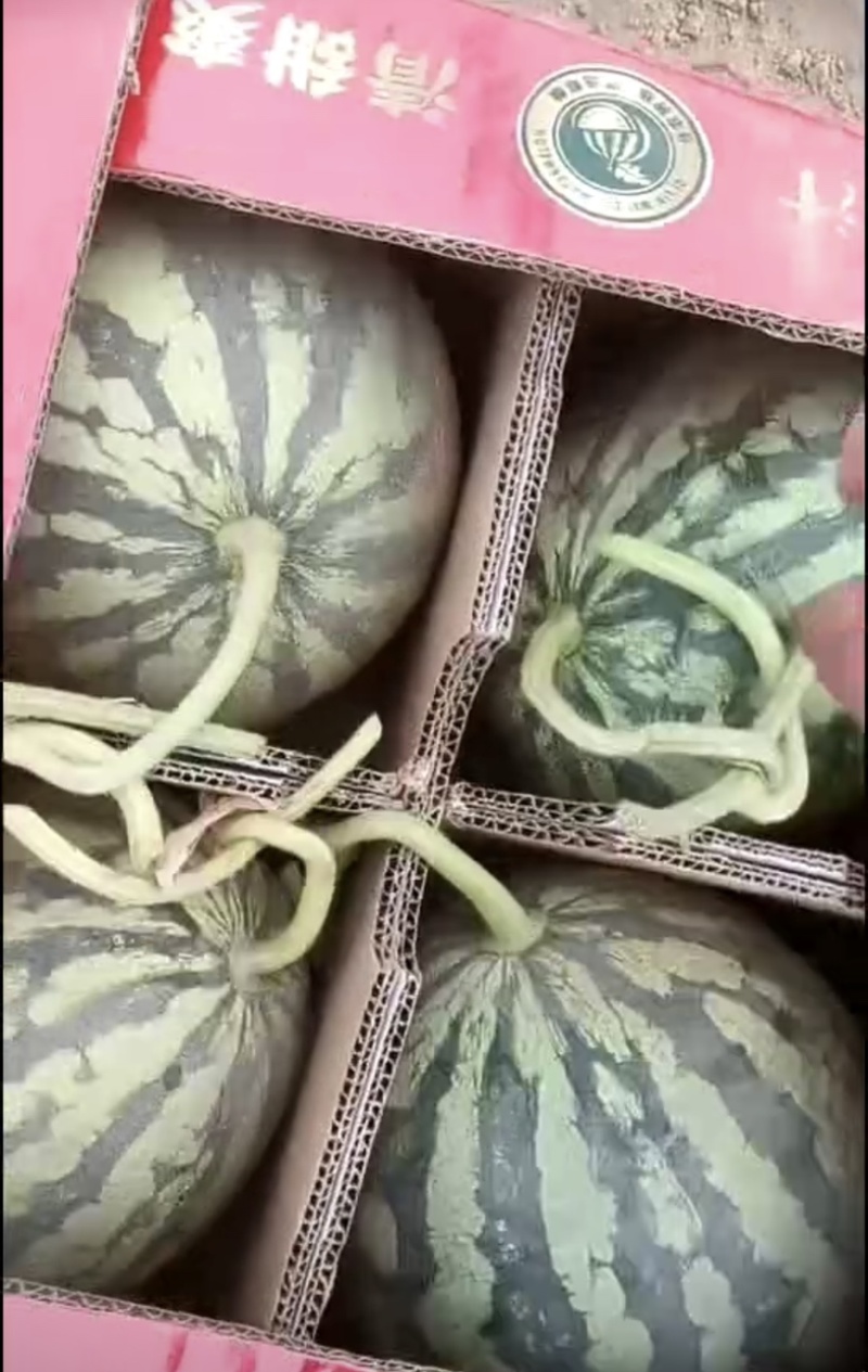 宁夏硒砂瓜