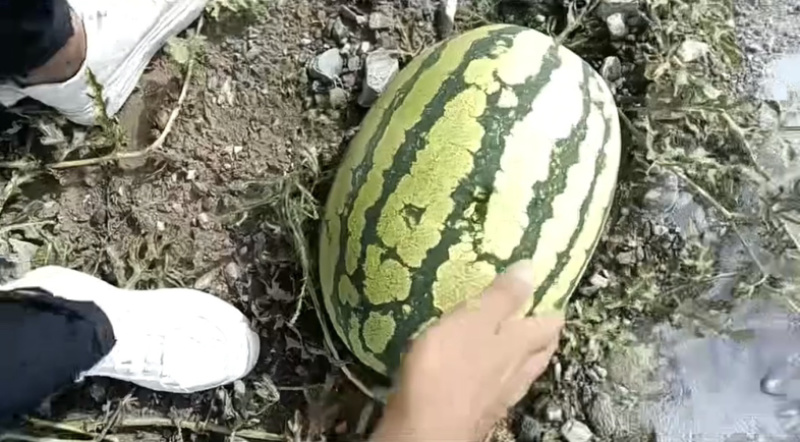 宁夏硒砂瓜