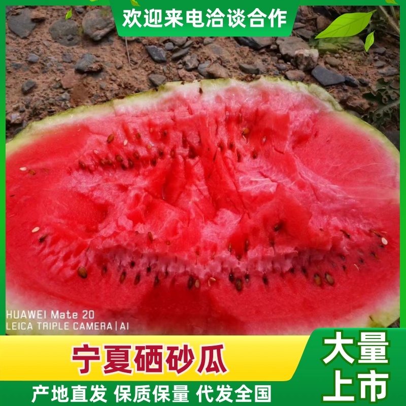 硒砂瓜大量供应产地直销全国代发高品质一条龙服务