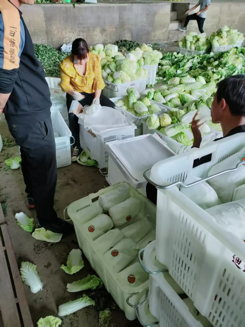 【优质】甘肃定西娃娃菜货源充足/精品大娃娃菜小娃娃菜